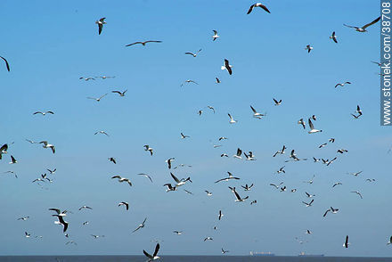 Isla de Flores.  Flock of seagulls. -  - URUGUAY. Photo #38708