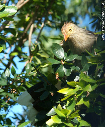 Guira cukoo - Fauna - MORE IMAGES. Photo #38843