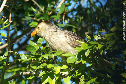 Guira cukoo - Fauna - MORE IMAGES. Photo #38840