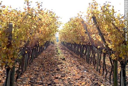 Vineyard in autumn - Department of Canelones - URUGUAY. Photo #43089