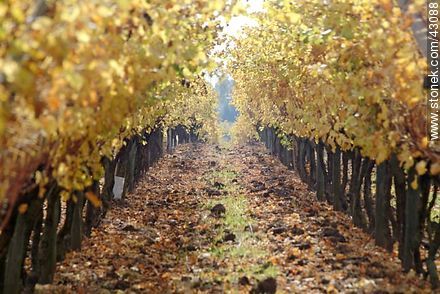 Vineyard in autumn - Department of Canelones - URUGUAY. Photo #43088