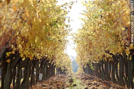 Vineyard in autumn - Department of Canelones - URUGUAY. Photo #43087
