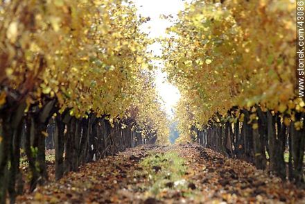 Vineyard in autumn - Department of Canelones - URUGUAY. Photo #43086