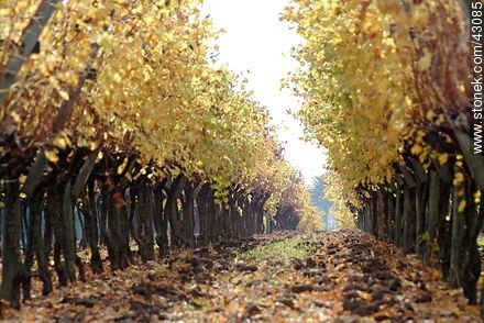 Vineyard in autumn - Department of Canelones - URUGUAY. Photo #43085