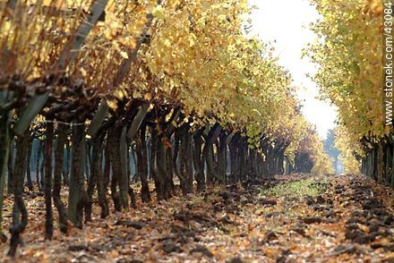 Vineyard in autumn - Department of Canelones - URUGUAY. Photo #43084