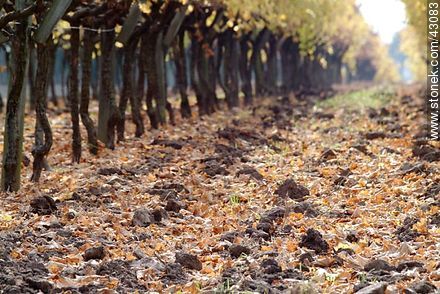 Vineyard in autumn - Department of Canelones - URUGUAY. Photo #43083