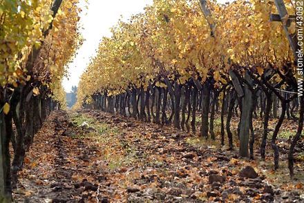 Vineyard in autumn - Department of Canelones - URUGUAY. Photo #43082