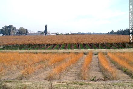 Vineyard in autumn - Department of Canelones - URUGUAY. Photo #43078