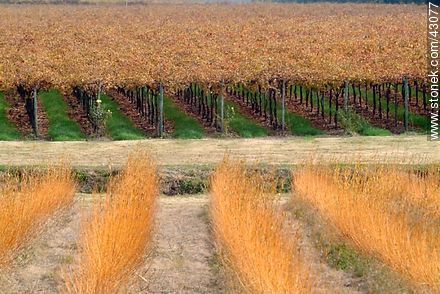 Vineyard in autumn - Department of Canelones - URUGUAY. Photo #43077