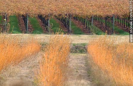 Vineyard in autumn - Department of Canelones - URUGUAY. Photo #43075
