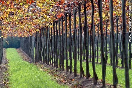 Vineyard in autumn - Department of Canelones - URUGUAY. Photo #43070