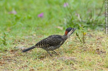 Green-barred Woodpecker - Fauna - MORE IMAGES. Photo #43810