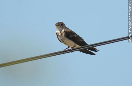 Brown-chested Martin - Fauna - MORE IMAGES. Photo #43569