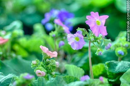 Primula - Flora - MORE IMAGES. Photo #43865