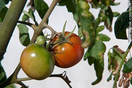 Tomates en distintas estapas de crecimiento - Flora - IMÁGENES VARIAS. Foto No. 44007