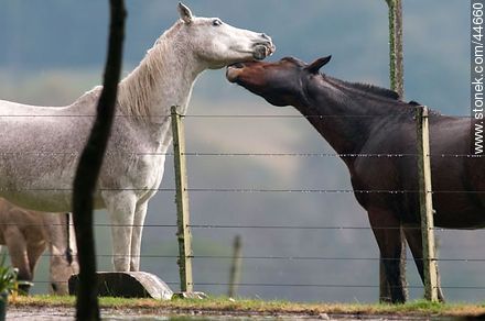 Playing horses - Fauna - MORE IMAGES. Photo #44660