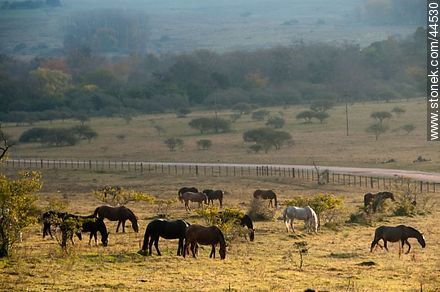 Horses grazing after rain - Fauna - MORE IMAGES. Photo #44530