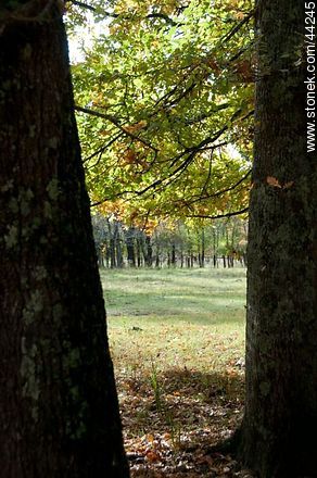 Oakwood - Department of Florida - URUGUAY. Photo #44245