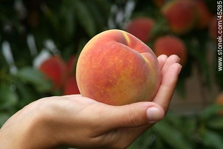 Peach - Flora - MORE IMAGES. Photo #45285