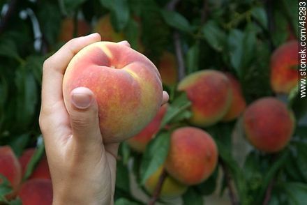 Peach - Flora - MORE IMAGES. Photo #45283