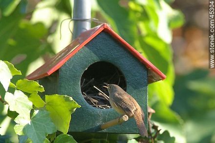 House Wren  - Fauna - MORE IMAGES. Photo #45304