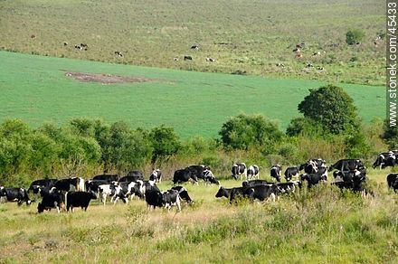 Cattle grazing in the field - Fauna - MORE IMAGES. Photo #45433