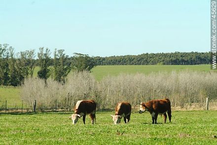 Hereford cattle - Department of Canelones - URUGUAY. Photo #45629