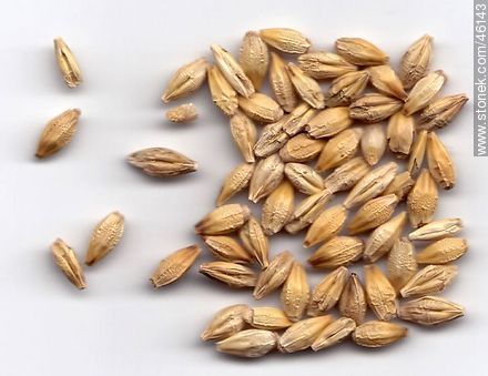 Seeds of barley. -  - MORE IMAGES. Photo #46143