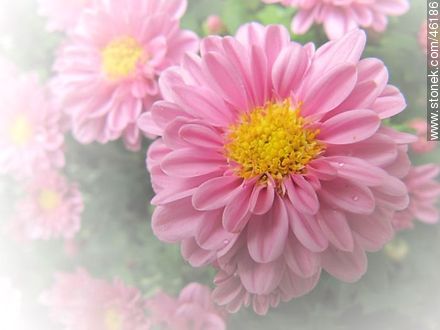 Pink chrysanthemum - Flora - MORE IMAGES. Photo #46186