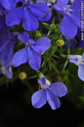 Blue lobelia - Flora - MORE IMAGES. Photo #46447