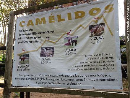 Camelid - Department of Montevideo - URUGUAY. Photo #46615