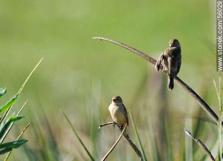 Double - collared Seedeater - Fauna - MORE IMAGES. Photo #56029