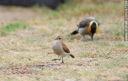 Hornero y Carpintero de Campo - Fauna - IMÁGENES VARIAS. Foto No. 47538