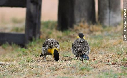 Field Flickers - Fauna - MORE IMAGES. Photo #47535