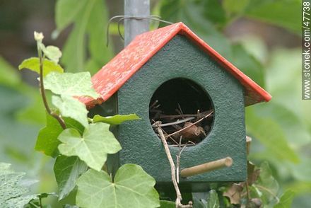 Nido de ratonera o ratona - Fauna - IMÁGENES VARIAS. Foto No. 47738