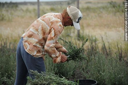 Señora cosechando hierbas medicinales -  - IMÁGENES VARIAS. Foto No. 47897