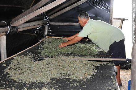 Drying herbs - Department of Canelones - URUGUAY. Photo #47888