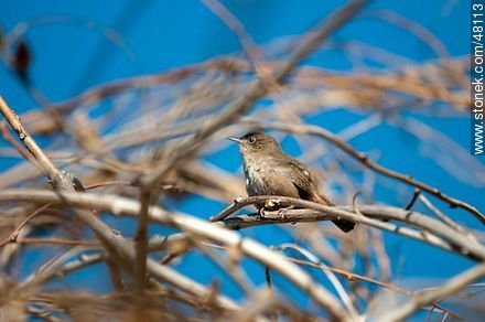 Ratona o ratonera - Fauna - IMÁGENES VARIAS. Foto No. 48113