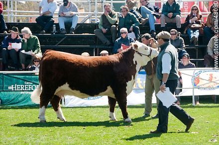 Hereford exhibition - Department of Montevideo - URUGUAY. Photo #48080