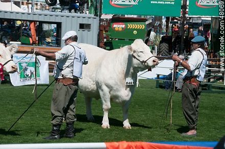Exhibition of Charolais cattle - Department of Montevideo - URUGUAY. Photo #48069