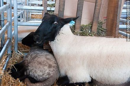 Suffolk P.O. sheep with its lamb - Fauna - MORE IMAGES. Photo #48019