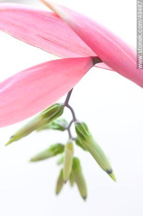 Bromelia en flor - Flora - IMÁGENES VARIAS. Foto No. 49487