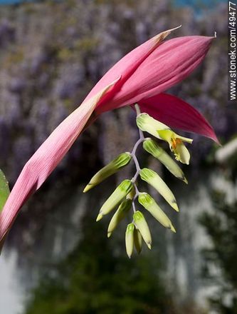 Bromelia en flor - Flora - IMÁGENES VARIAS. Foto No. 49477