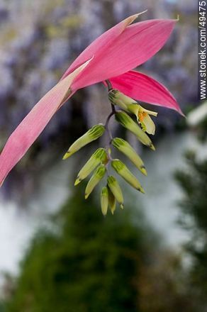 Bromelia en flor - Flora - IMÁGENES VARIAS. Foto No. 49475