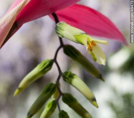 Bromelia flower - Flora - MORE IMAGES. Photo #49473