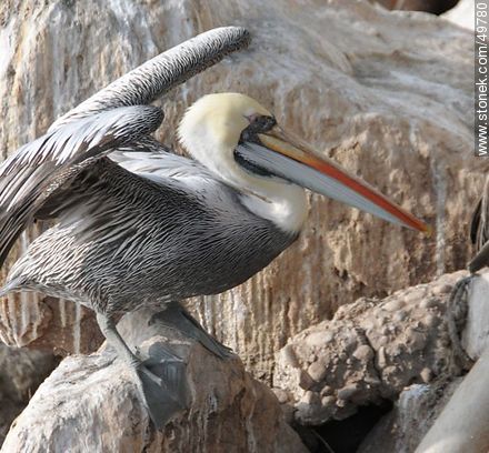 Pelicans in the Port of Arica - Chile - Others in SOUTH AMERICA. Photo #49780