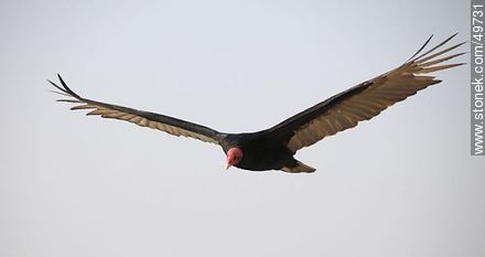 Flying turkey vulture  - Fauna - MORE IMAGES. Photo #49731
