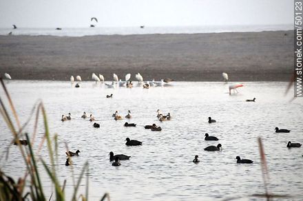 Aves en el humedal de la desembocadura del Río Lluta. Garzas, flamencos, patos capuchinos, gaviotas, gallaretas andinas. - Chile - Otros AMÉRICA del SUR. Foto No. 50123