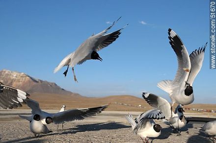 Gaviotas andinas. - Chile - Otros AMÉRICA del SUR. Foto No. 51670