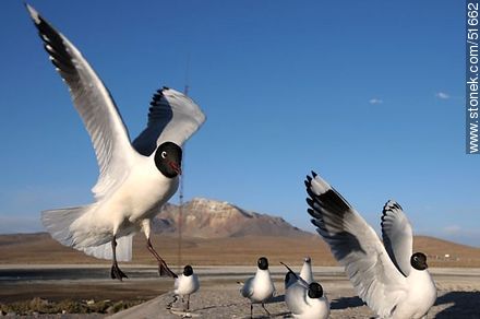 Gaviotas andinas. - Chile - Otros AMÉRICA del SUR. Foto No. 51662